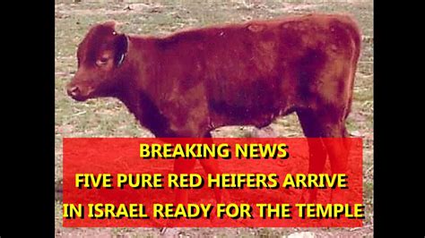 red heifer in israel 2023